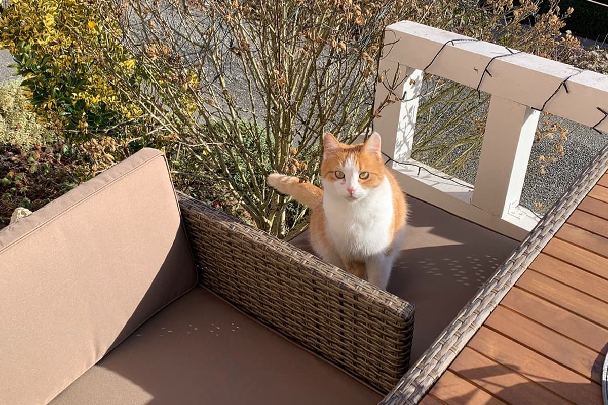 Wo Hund und Katze willkommen sind