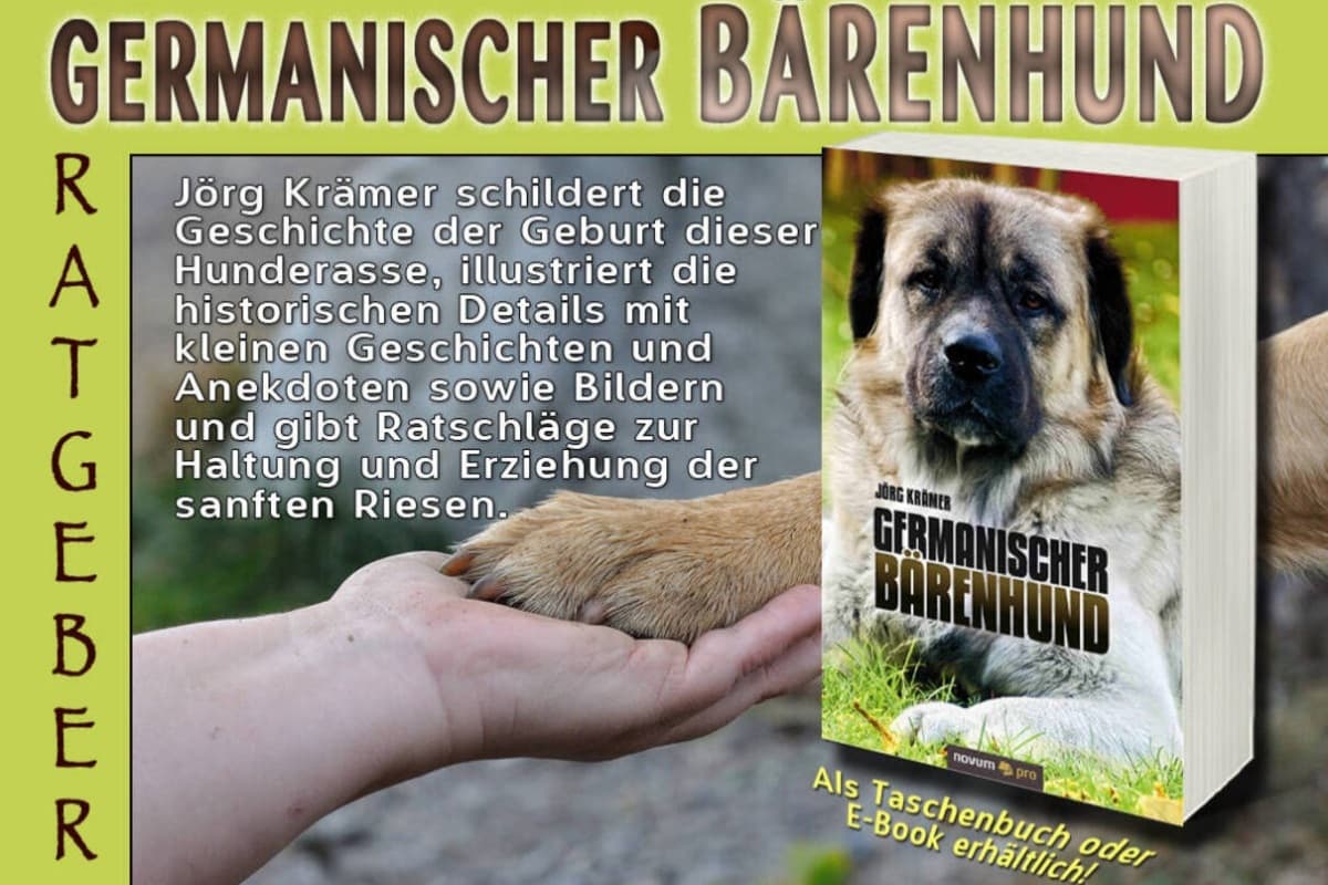 10 Jahre "Germanischer Bärenhund-Portrait einer außergewöhnlich