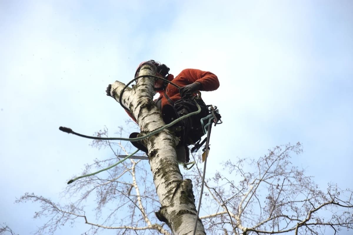 M&M Baumpflege: Profis für die Gesundheit und Sicherheit Ihrer
